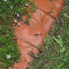 Diplacodes bipunctata at Wellington Point, QLD - suppressed