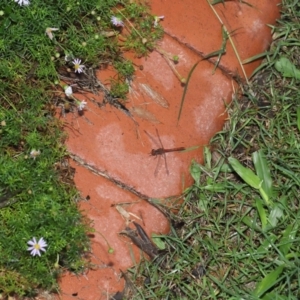Diplacodes bipunctata at Wellington Point, QLD - suppressed