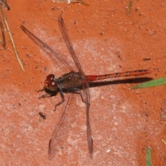 Diplacodes bipunctata at Wellington Point, QLD - suppressed