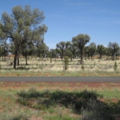 Allocasuarina decaisneana (Desert Oak) at Angas Downs IPA - 12 Mar 2010 by jksmits