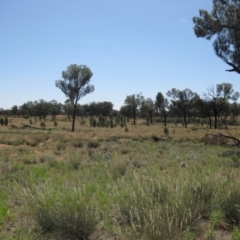 Allocasuarina decaisneana at Petermann, NT - 12 Mar 2010