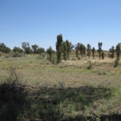 Allocasuarina decaisneana at Petermann, NT - 12 Mar 2010 11:43 AM