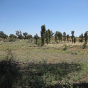 Allocasuarina decaisneana at Petermann, NT - 12 Mar 2010