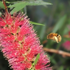 Amegilla (Asaropoda) sp. (genus & subgenus) (Teddy Bear Bee) at Wellington Point, QLD - 29 Mar 2022 by TimL