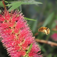 Unidentified Bee (Hymenoptera, Apiformes) at Wellington Point, QLD - 29 Mar 2022 by TimL