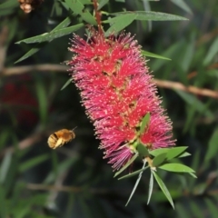 Amegilla (Asaropoda) sp. (genus & subgenus) at Wellington Point, QLD - suppressed