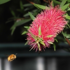Amegilla (Asaropoda) sp. (genus & subgenus) at Wellington Point, QLD - suppressed
