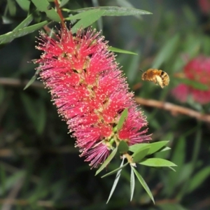 Amegilla (Asaropoda) sp. (genus & subgenus) at Wellington Point, QLD - suppressed