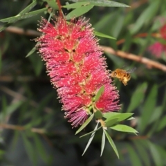 Amegilla (Asaropoda) sp. (genus & subgenus) at Wellington Point, QLD - suppressed