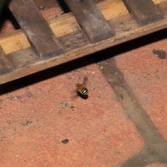Amegilla sp. (genus) (Blue Banded Bee) at Wellington Point, QLD - 30 Mar 2022 by TimL