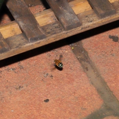 Amegilla sp. (genus) (Blue Banded Bee) at Wellington Point, QLD - 30 Mar 2022 by TimL