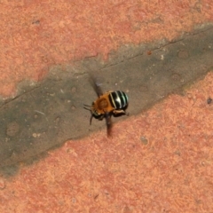 Amegilla sp. (genus) at Wellington Point, QLD - suppressed