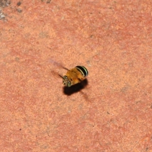 Amegilla sp. (genus) at Wellington Point, QLD - suppressed