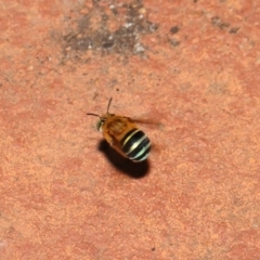 Amegilla sp. (genus) at Wellington Point, QLD - suppressed