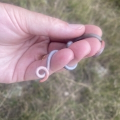 Aprasia parapulchella (Pink-tailed Worm-lizard) at Stromlo, ACT - 27 Mar 2022 by MJames