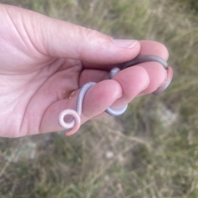 Aprasia parapulchella (Pink-tailed Worm-lizard) at Bluetts Block Area - 27 Mar 2022 by MJames