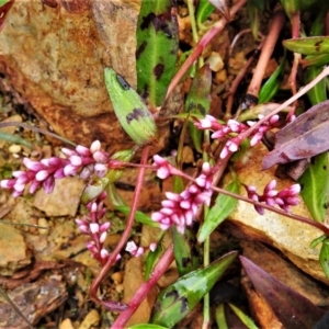 Persicaria decipiens at Coree, ACT - 19 Apr 2022 11:09 AM