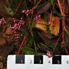 Persicaria decipiens at Coree, ACT - 19 Apr 2022 11:09 AM