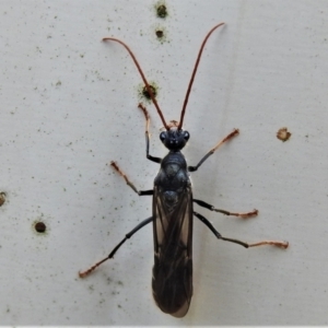 Myrmecia sp. (genus) at Paddys River, ACT - 18 Apr 2022 02:14 PM