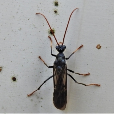Myrmecia sp. (genus) (Bull ant or Jack Jumper) at Paddys River, ACT - 18 Apr 2022 by JohnBundock