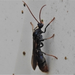 Myrmecia sp. (genus) at Paddys River, ACT - 18 Apr 2022