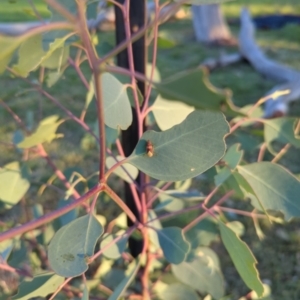 Brunotartessus fulvus at Hackett, ACT - 12 Mar 2022 06:46 PM