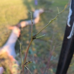 Brunotartessus fulvus at Hackett, ACT - 12 Mar 2022 06:46 PM