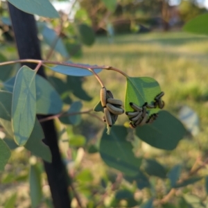 Paropsisterna cloelia at Hackett, ACT - 12 Mar 2022 06:43 PM