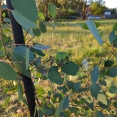 Paropsisterna cloelia at Hackett, ACT - 12 Mar 2022 06:43 PM