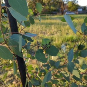 Paropsisterna cloelia at Hackett, ACT - 12 Mar 2022 06:43 PM