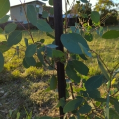 Paropsisterna cloelia at Hackett, ACT - 12 Mar 2022 06:43 PM