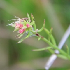 Haloragis heterophylla (Variable Raspwort) at Mongarlowe, NSW - 19 Apr 2022 by LisaH