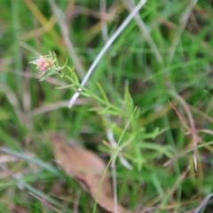 Haloragis heterophylla at Mongarlowe, NSW - 19 Apr 2022