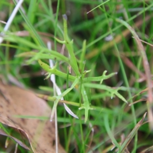 Haloragis heterophylla at Mongarlowe, NSW - 19 Apr 2022