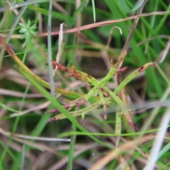 Haloragis heterophylla at Mongarlowe, NSW - 19 Apr 2022