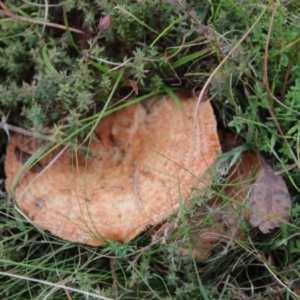 Lactarius deliciosus at Mongarlowe, NSW - 19 Apr 2022