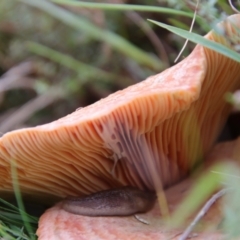 Lactarius deliciosus at Mongarlowe, NSW - 19 Apr 2022