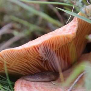 Lactarius deliciosus at Mongarlowe, NSW - suppressed