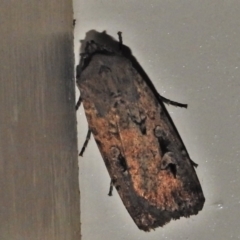 Agrotis infusa (Bogong Moth, Common Cutworm) at Wanniassa, ACT - 19 Apr 2022 by JohnBundock