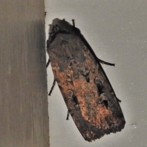 Agrotis infusa at Wanniassa, ACT - 19 Apr 2022