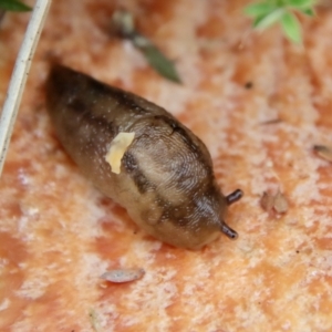 Ambigolimax sp. (valentius and waterstoni) at Mongarlowe, NSW - 19 Apr 2022