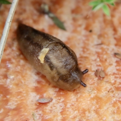 Ambigolimax sp. (valentius and waterstoni) (Striped Field Slug) at Mongarlowe River - 19 Apr 2022 by LisaH