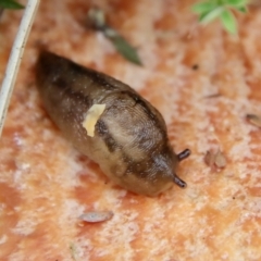 Ambigolimax nyctelia (Striped Field Slug) at Mongarlowe River - 19 Apr 2022 by LisaH