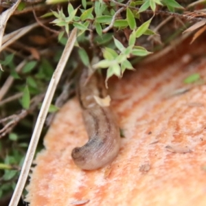 Ambigolimax nyctelia at Mongarlowe, NSW - 19 Apr 2022