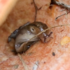 Ambigolimax sp. (valentius and waterstoni) at Mongarlowe, NSW - 19 Apr 2022