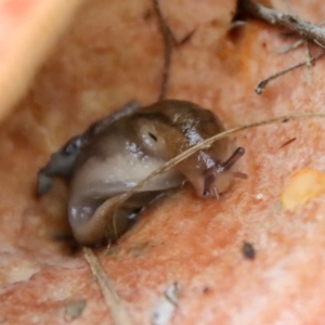 Ambigolimax sp. (valentius and waterstoni) at Mongarlowe, NSW - 19 Apr 2022