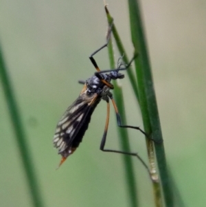 Gynoplistia sp. (genus) at Mongarlowe, NSW - suppressed