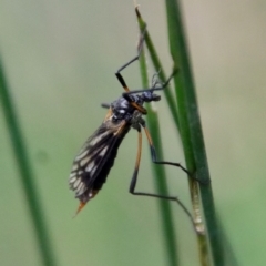 Gynoplistia sp. (genus) (Crane fly) at Mongarlowe, NSW - 19 Apr 2022 by LisaH