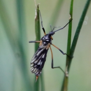 Gynoplistia sp. (genus) at Mongarlowe, NSW - suppressed