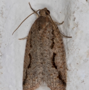 Meritastis undescribed species at Melba, ACT - 8 Mar 2022